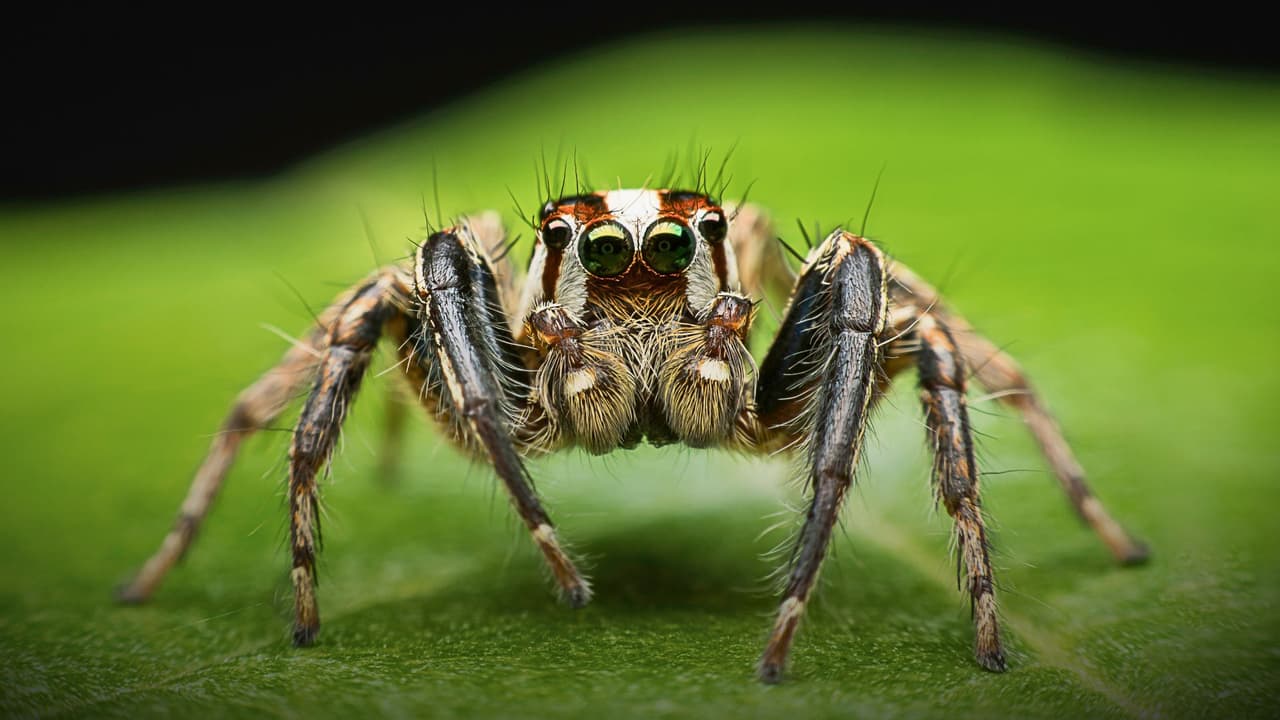 <b>Durante septiembre y octubre, las arañas se vuelven más visibles en Texas</b>. No es que “invadan” de repente, sino que sus ciclos de vida hacen que se muevan más: 
<b>buscan pareja, persiguen insectos o simplemente cruzan patios y caminos.</b> 
<br>Para muchas familias, ver una tarántula en el patio puede ser motivo de susto, pero conocerlas de cerca ayuda a tomar decisiones sin alarmarse.