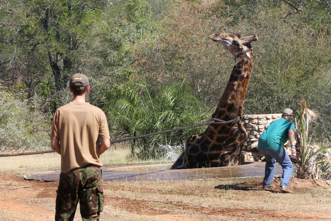 La jirafa celebró en silencio que pudo librarse de la trampa de agua, se sentó y no tardó el levantarse.