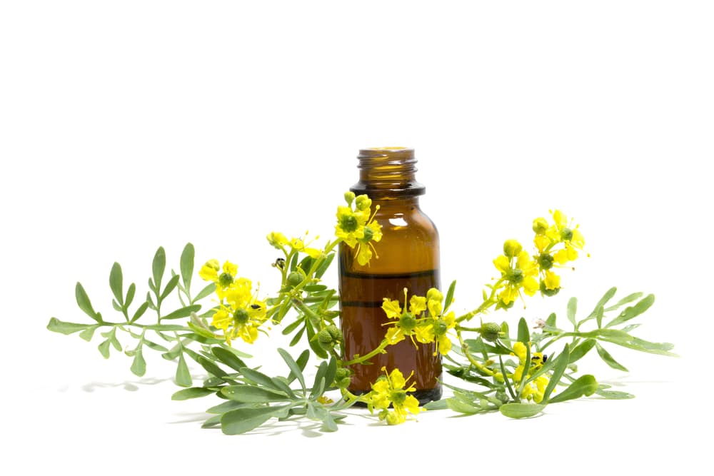 Desde la Edad Media al parecer se usaba como abortivo o para incitar que una mujer menstruara. En algunos lugares se acostumbraba bañar a las mujeres con ruda unos días después de parir para quitar los 'aires', fortalecer los músculos de la pelvis y genitales y relajarlos tras dar a luz.