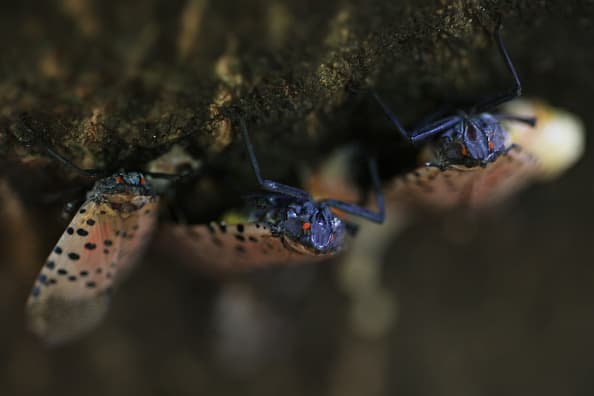 Esta mosca es considerada una plaga invasora que representa un grave riesgo para la agricultura en Georgia. 
<br>
<br>“La mosca linterna moteada, una plaga invasora que representa una grave amenaza para la industria número uno de nuestro estado, se ha detectado por primera vez en Georgia”, indicó el comisionado de agricultura de Georgia, Tyler Harper.