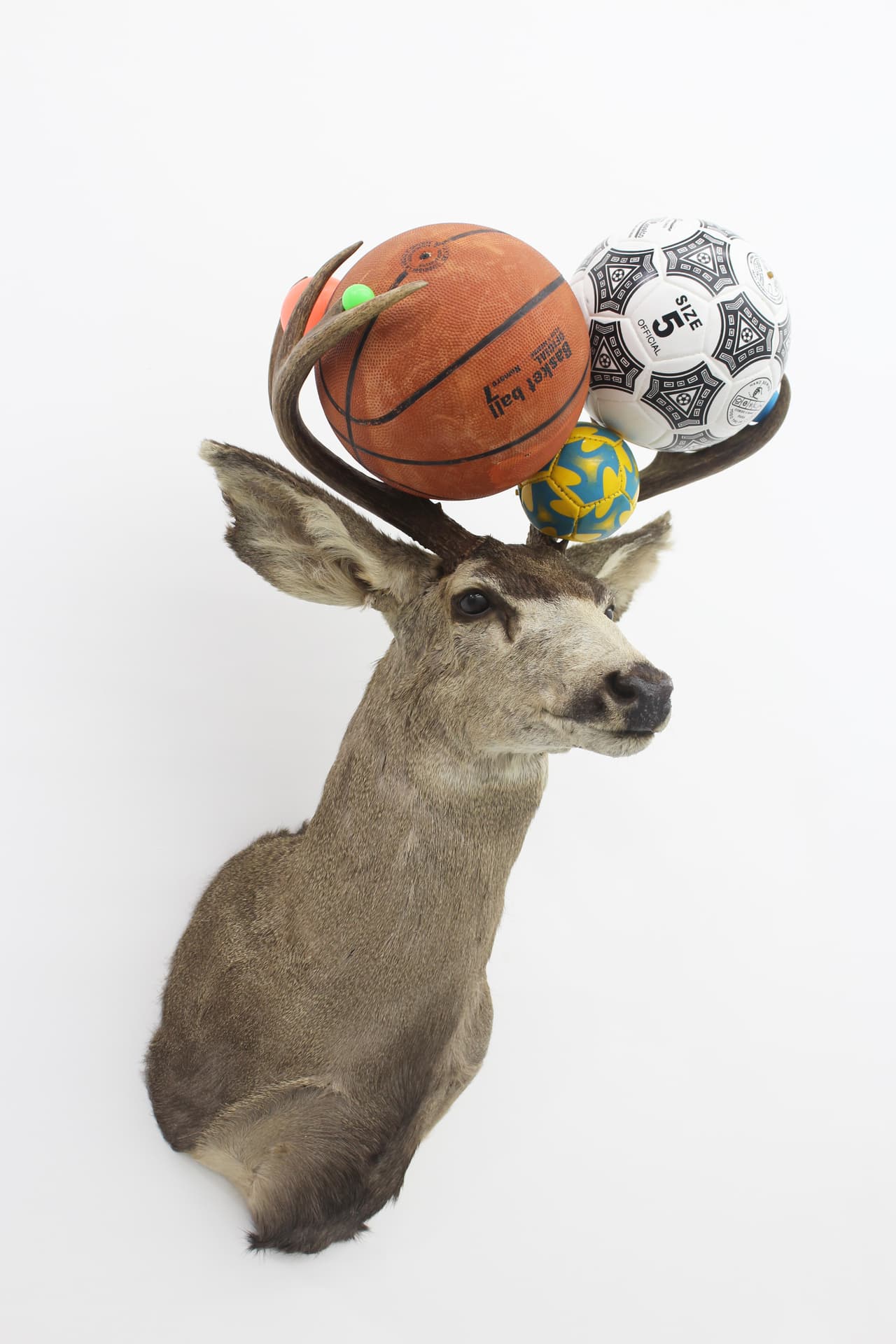 <b>Gabriel Rico</b>
<br>
<i>México</i>
<br>IV, de la serie Mantequilla Excesiva, 2018
<br>OMR
<br>Escultura: busto de ciervo con taxidermia, varios balones de juego
<br>Tamaño: 23.6 × 23.6 × 37.4 pulgadas
<br>Miami Beach Convention Center | C17