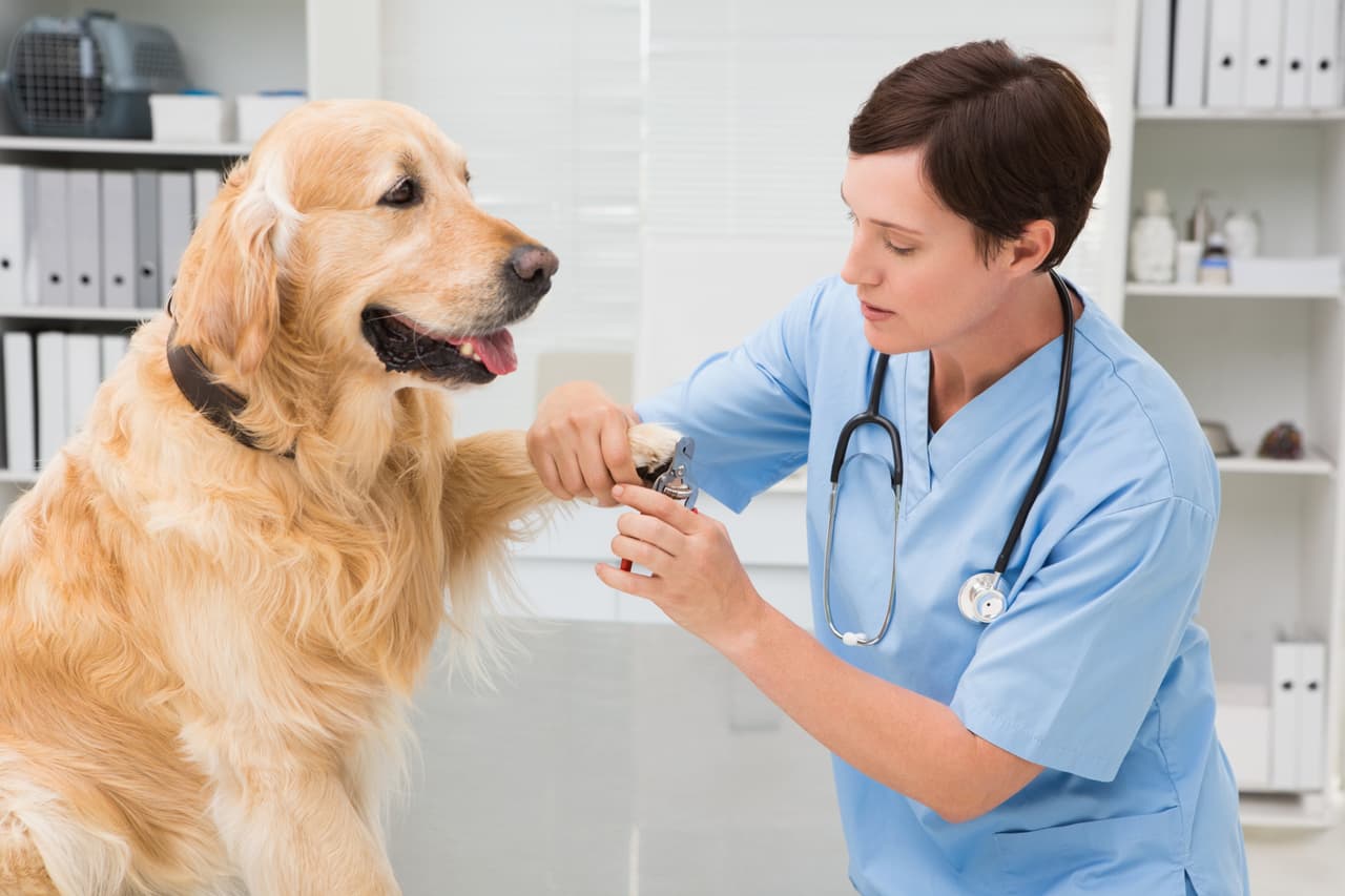 <b>Trabajo -</b>
<br>Si tu área de ocupación es la veterinaria, tiendas de mascotas o cualquier otro tipo de actividad similar se avecina una buena etapa que será mejor cuando termine esta fase anormal del coronavirus.