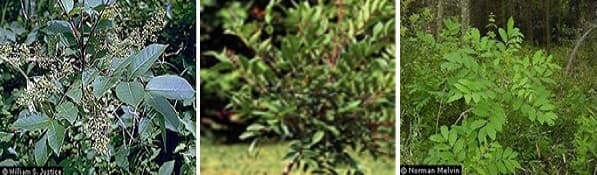 La hiedra, el roble y el
<b>zumaque venenosos</b> son plantas que comúnmente causan una reacción alérgica cutánea. El resultado casi siempre es la presencia de un salpullido o erupción cutánea rojiza y pruriginosa con protuberancias o ampollas.