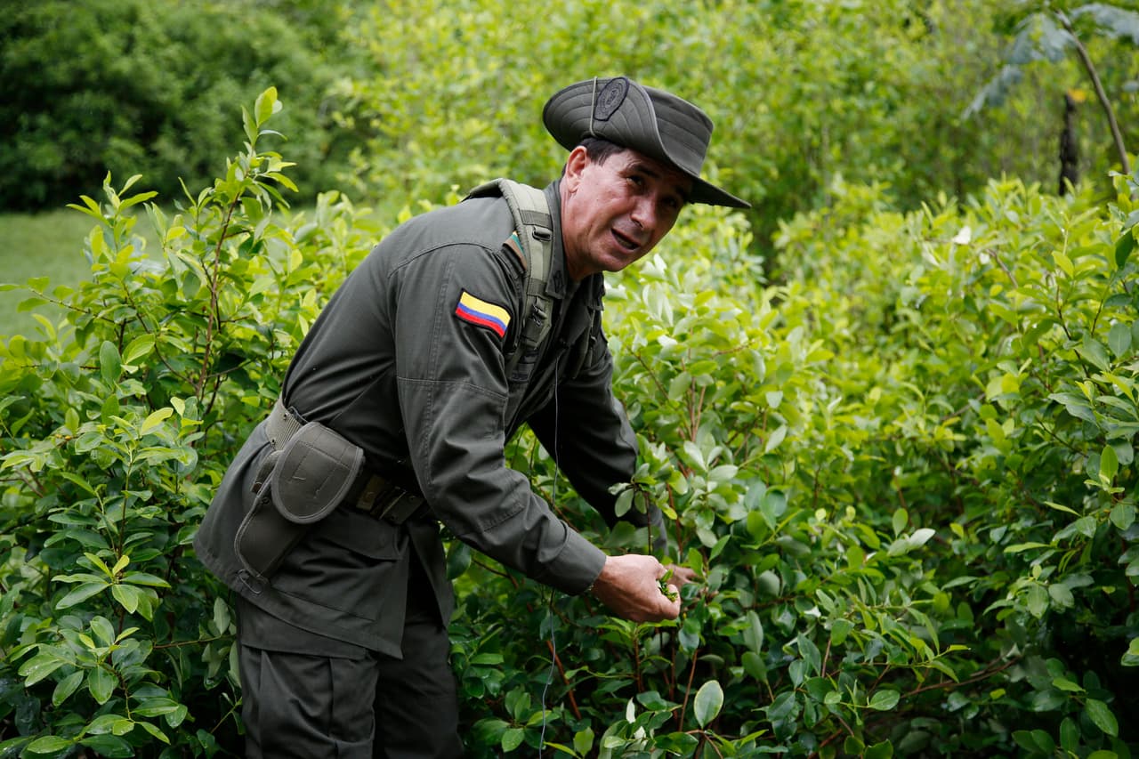 Sembrados de coca crecen en Colombia mientras la paz se acerca