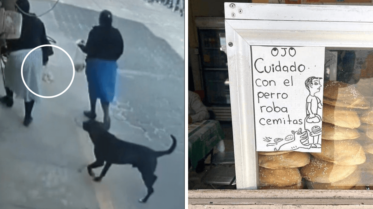 El lugar donde venden el pan advierte a los clientes del perro
