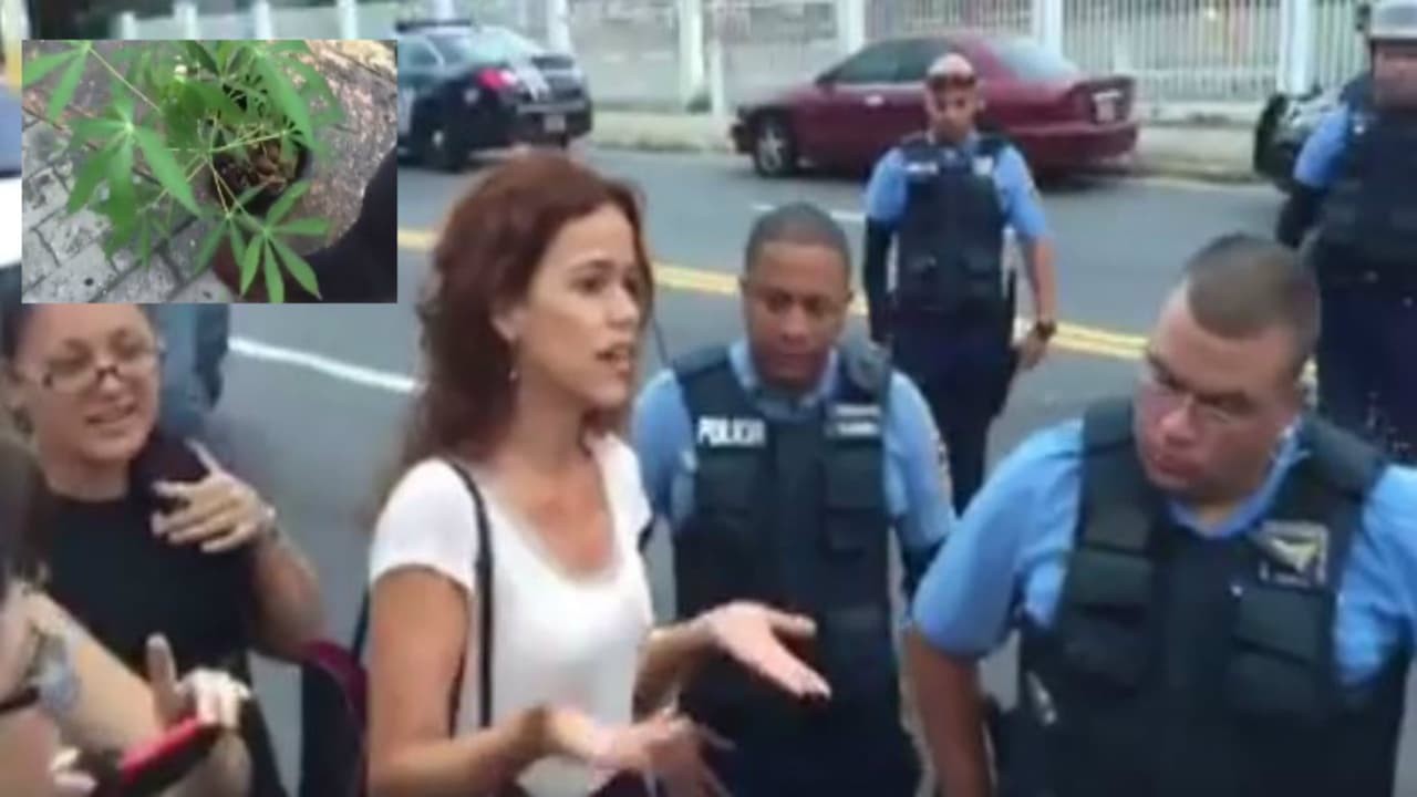 Policía realiza operativo por una planta de ¡yuca!