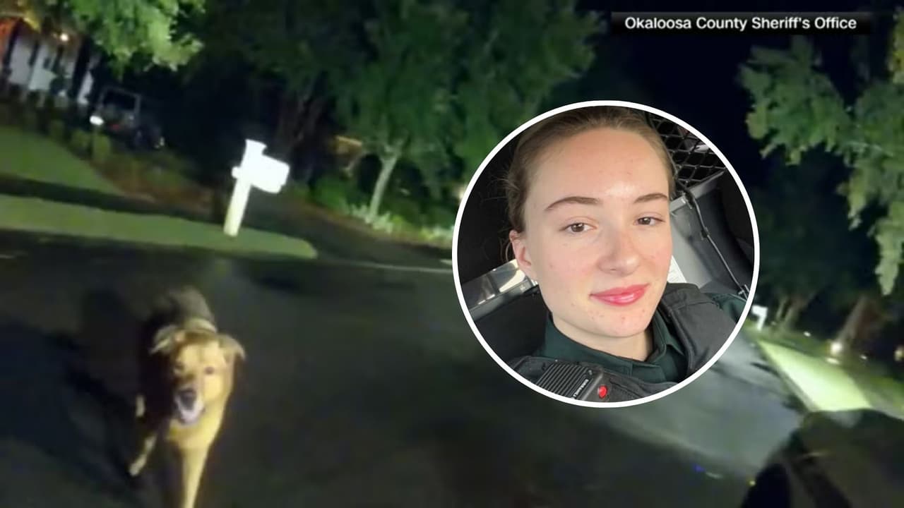 Perro se convierte en héroe tras guiar a la policía hasta una mujer desaparecida en Florida