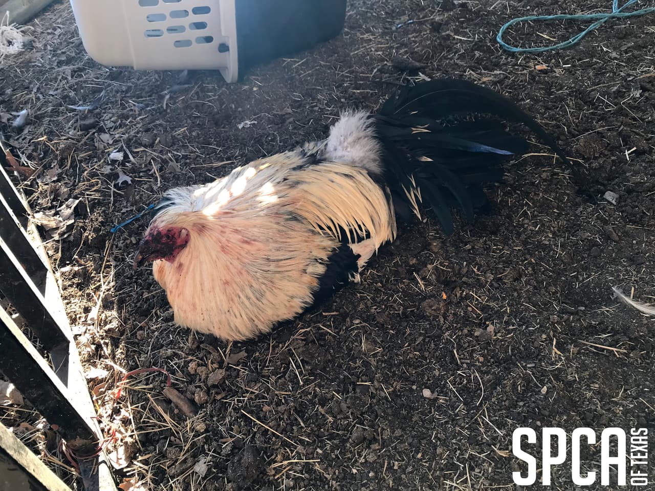 Las 131 aves que fueron rescatadas vivas fueron llevadas al Centro de Rescate de Animales Russell E. Dealey de Texas, en Dallas, para ser evaluadas por la Sociedad Protectora de Animales.