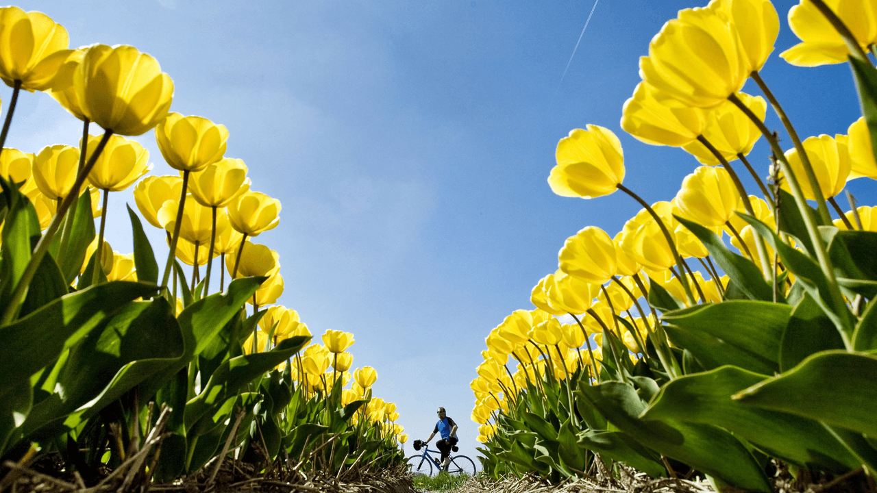 Es común regalar flores amarillas el 21 de marzo o de septiembre