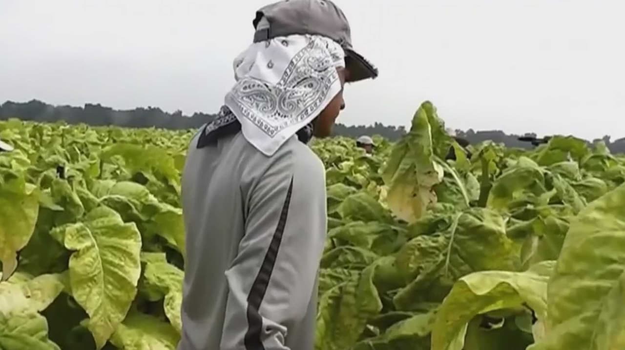 ¿Cuáles son los requisitos de la Visa H-2A para contratar trabajadores extranjeros para el campo?