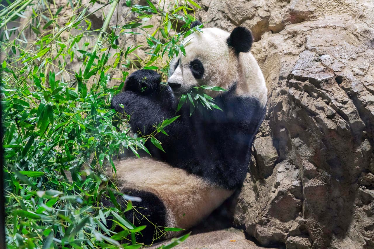 Por qué el zoológico de Washington devolvió a China sus tres pandas gigantes