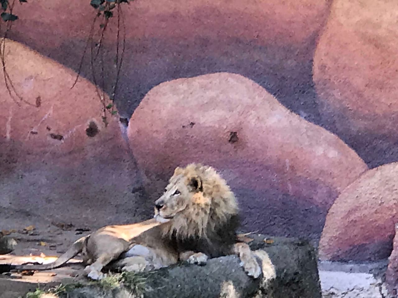 El rey de la selva también tiene su propio rincón en el parque.