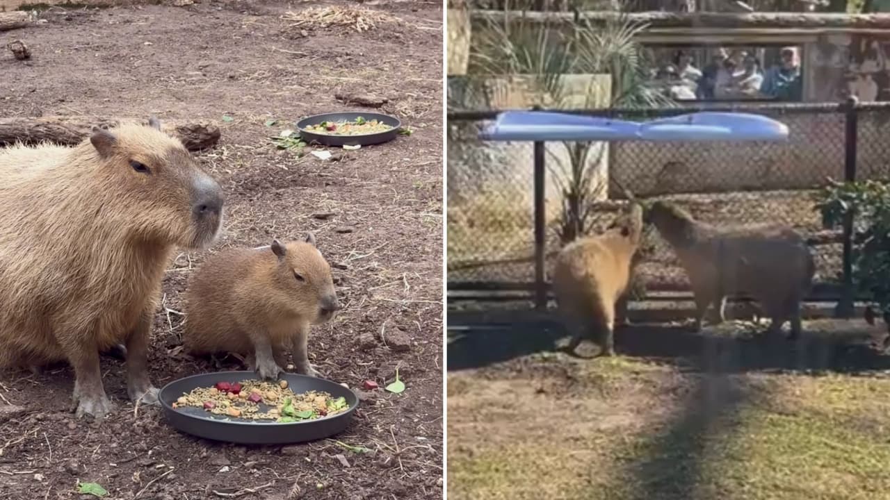 Increíble, pero cierto: Pareja de capibaras hacen revelación de género en el zoológico de San Antonio