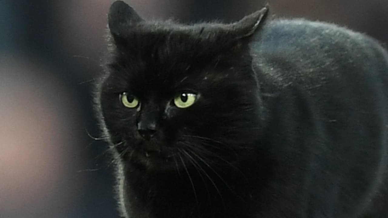 ¿Mito o verdad? La razón por la que piden no dar en adopción a gatos negros en Halloween y Día de Muertos