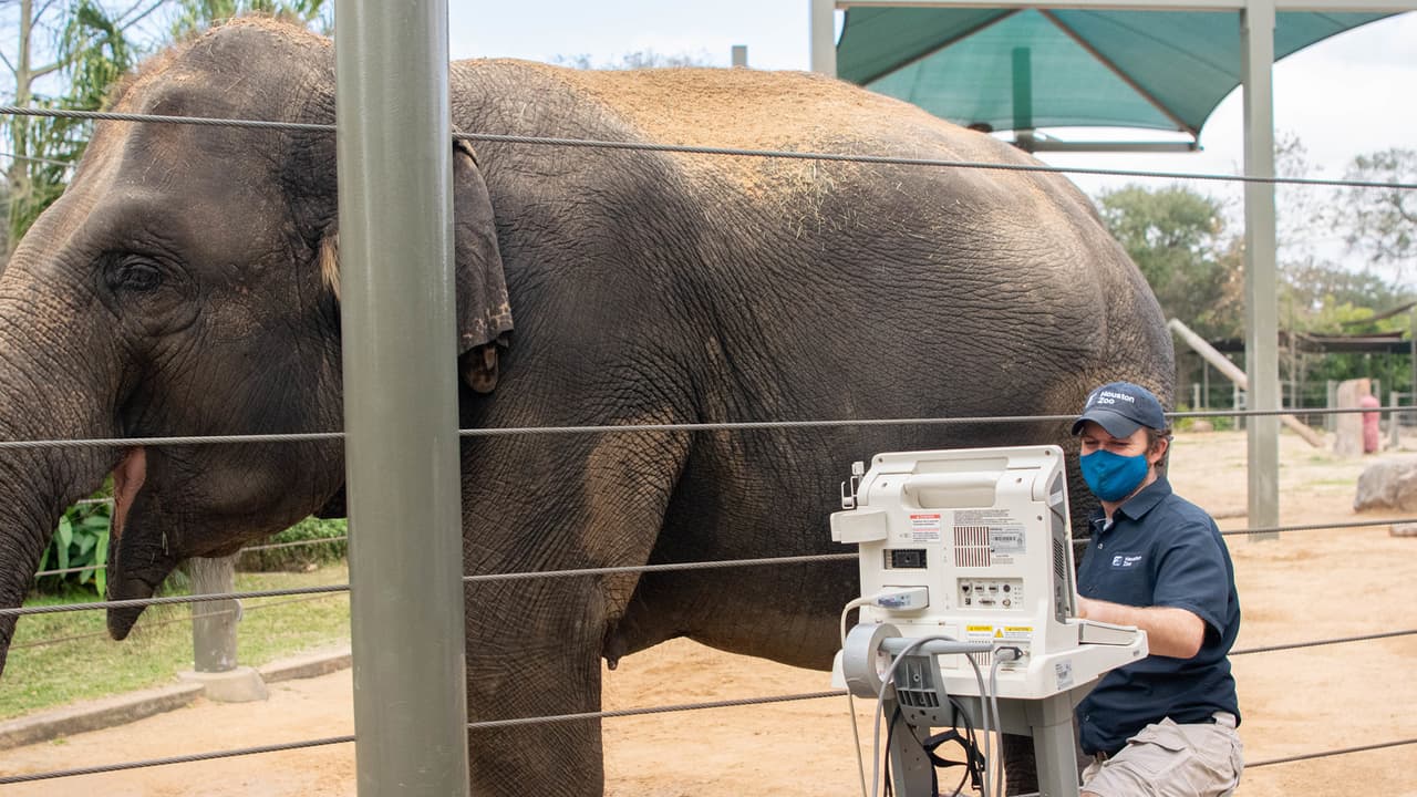 Personal del Zoológico de Houston monitorea de cerca la gestación. Se espera que den a luz a sus bebés con pocas semanas de diferencia después de una gestación de dos años.