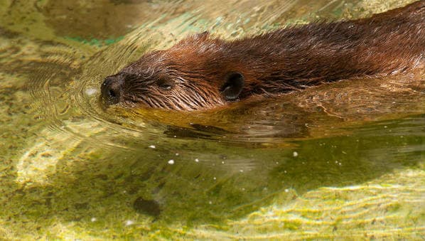 Usan trampas para eliminar la sobrepoblación de castores en la Tierra del Fuego