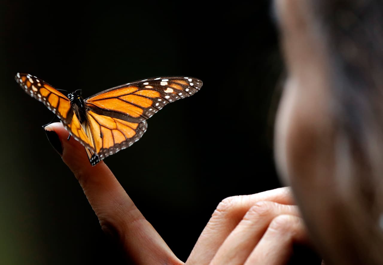 IUCN estima que la población de mariposas monarca en América del Norte ha disminuido entre un 22% y un 72% en 10 años. "Lo que nos preocupa es la tasa de disminución. Es muy fácil imaginar lo rápido que esta mariposa podría estar aún más en peligro", dijo Nick Haddad, biólogo conservacionista de la Universidad Estatal de Michigan.