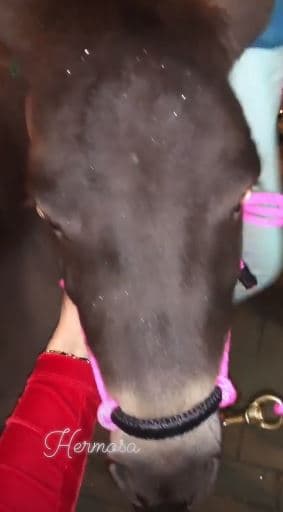 Hay que recordar que 'Tali' no sería la primera mascota en común entre Maluma y Natalia.