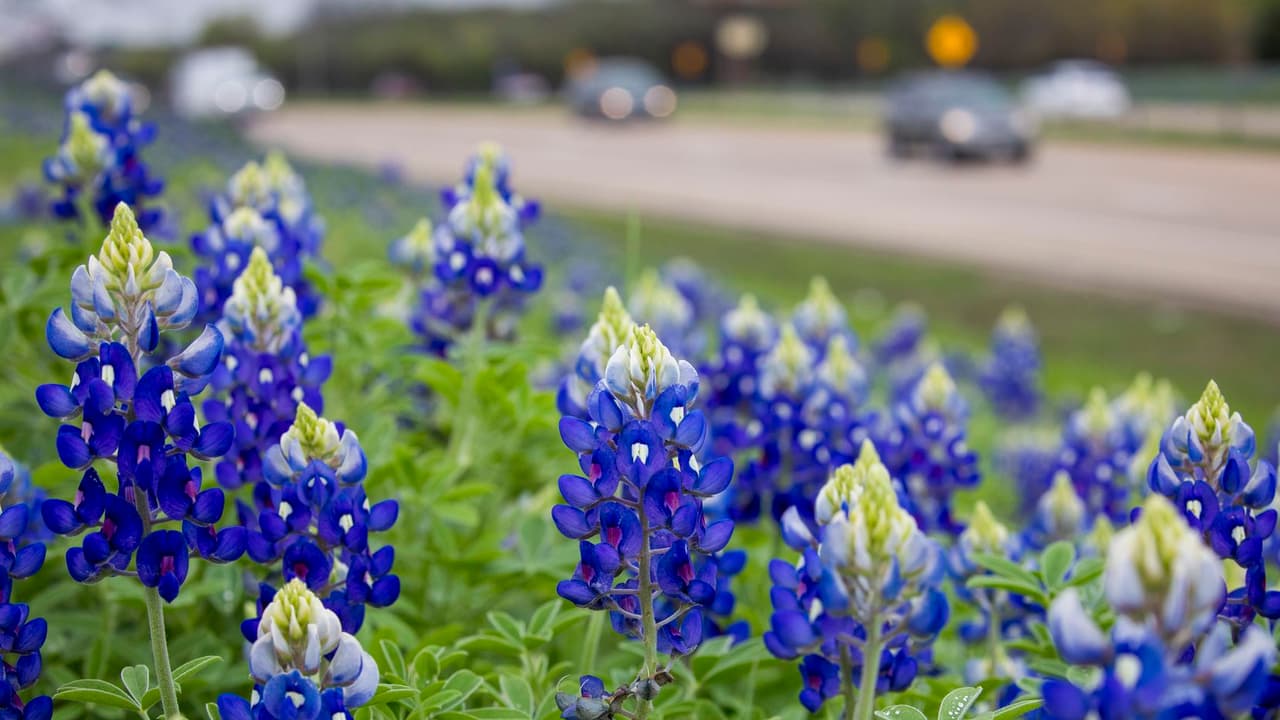 <b>En Flower Mound, </b>entre las calles Long Prairie Road y Lake Forest Blvd, se puede estacionar y encontrar un pequeño campo para ver las bluebonnets cerca del lago Grapevine.
<br>