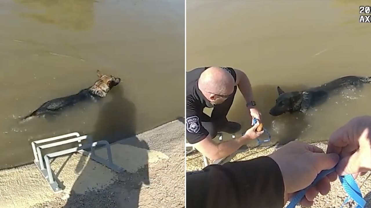 Rescatan a perro pastor alemán atrapado en un canal de agua en Glendale