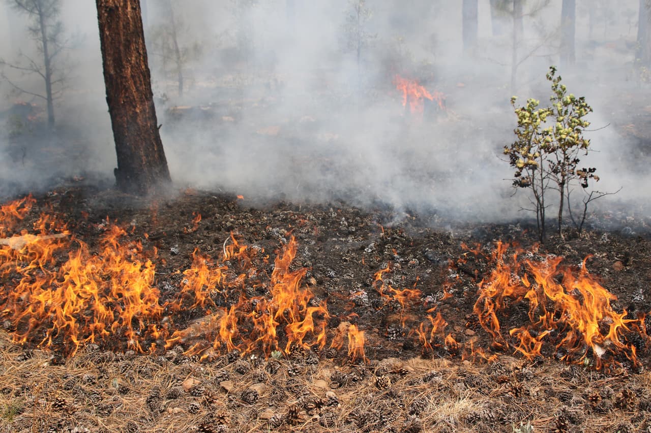 <b><a href="https://inciweb.nwcg.gov/incident/7093/" target="_blank">Incendio Lofer</a>: </b>Se reporta que este incendio al este de Whiteriver, Arizona ha quemado más de 468 acres. Autoridades indican que el incendio comenzó el 18 de agosto como resultado de un rayo de las tormentas eléctricas.
<br>