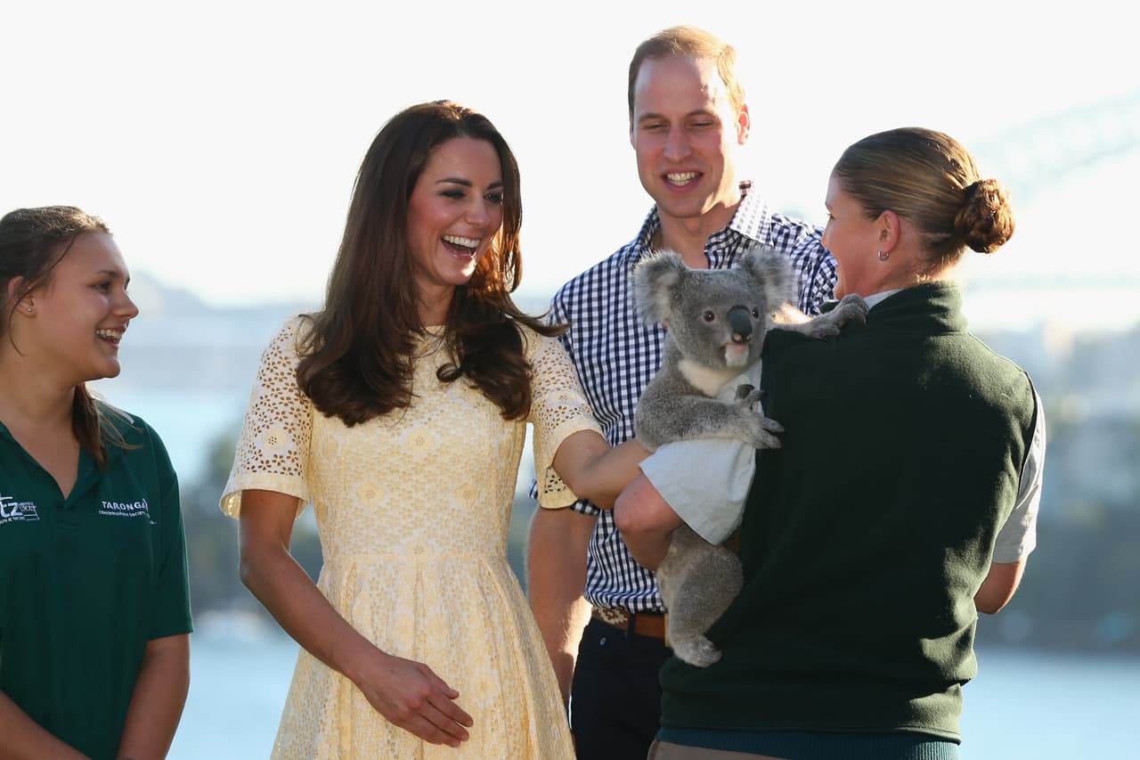 El koala tampoco podía faltar.