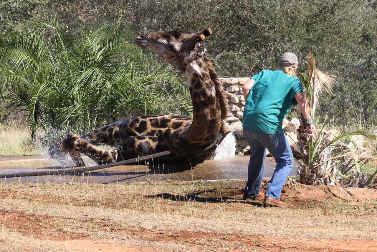 De no ser por el gran equipo de expertos y la ayuda de un Land Rover, ¡quién sabe qué podría haber pasado!
