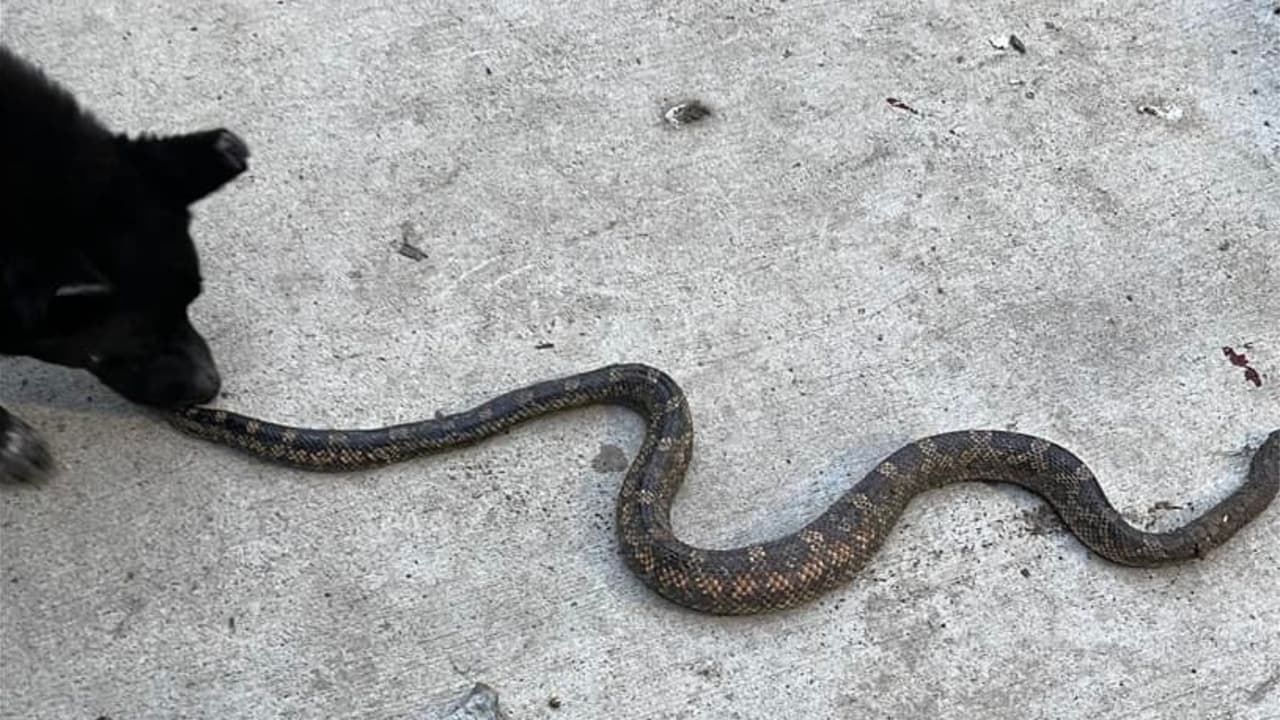 La mascota de Raquel Perales está con esta serpiente que los sorprendió en su patio.