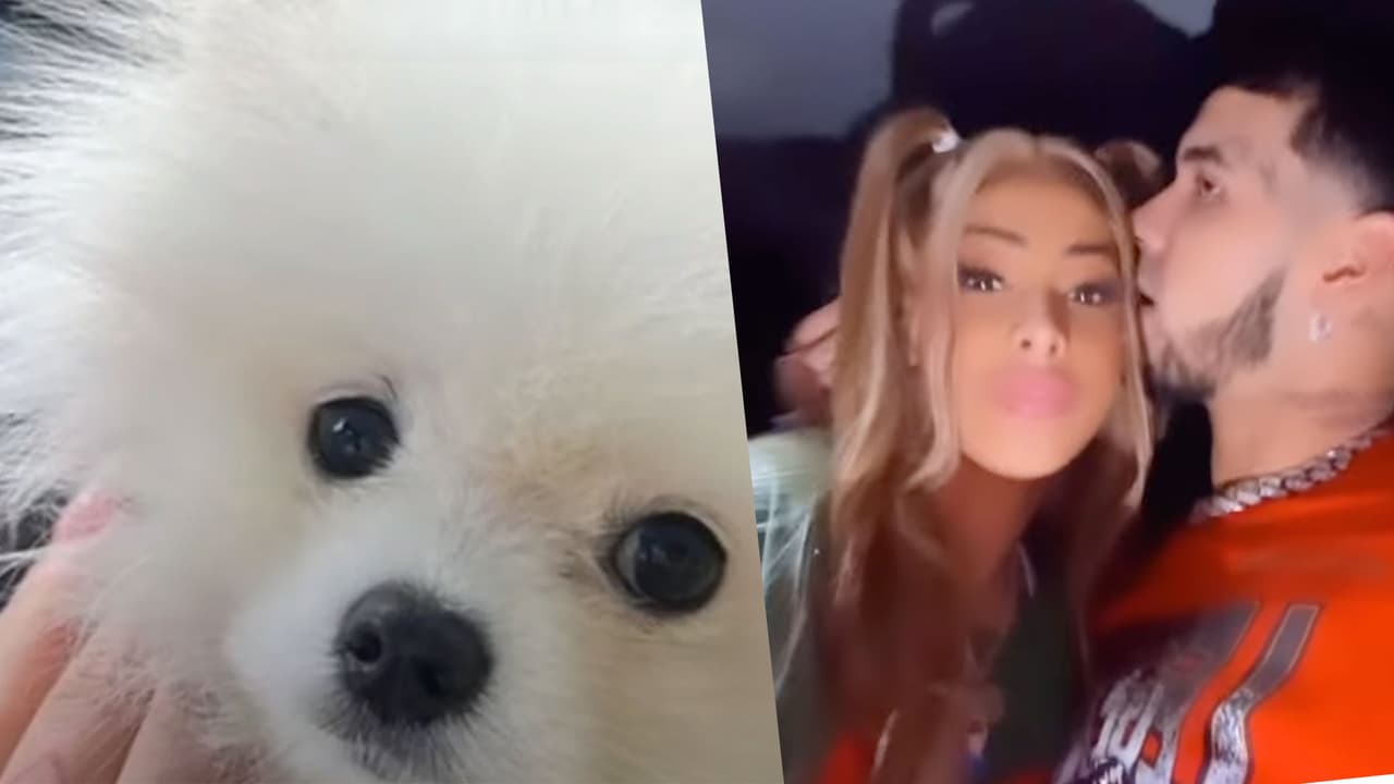 Además, hace unos días le dieron la bienvenida a su nuevo miembro de la familia. Yailin subió una publicación en sus historias de Instagram en la que se observa a un cachorro de raza Pomerania que enterneció a sus seguidores.