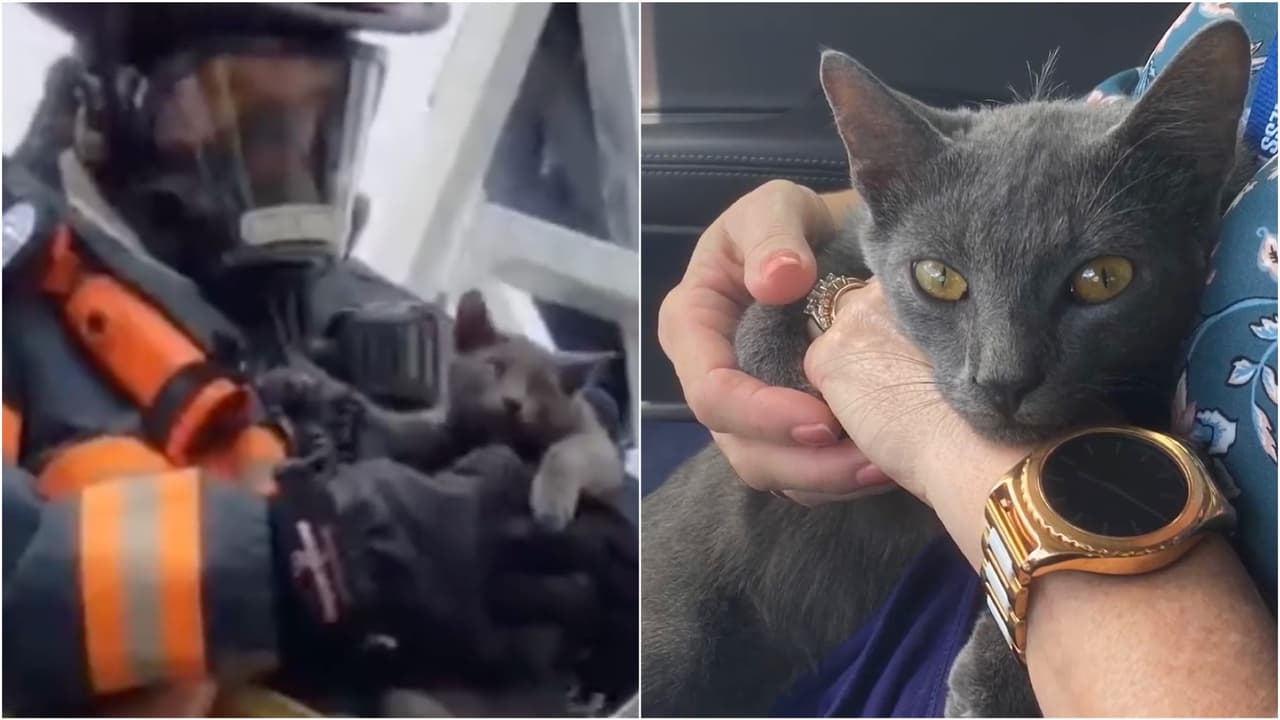 Buscan un hogar para este gatico rescatado por los bomberos en el sur de Florida