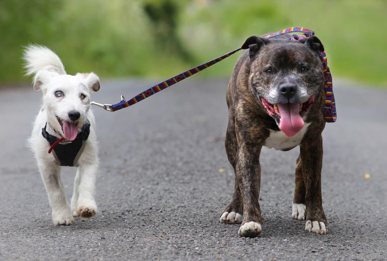 ¡Se hacen compañía en las buenas y en las malas!