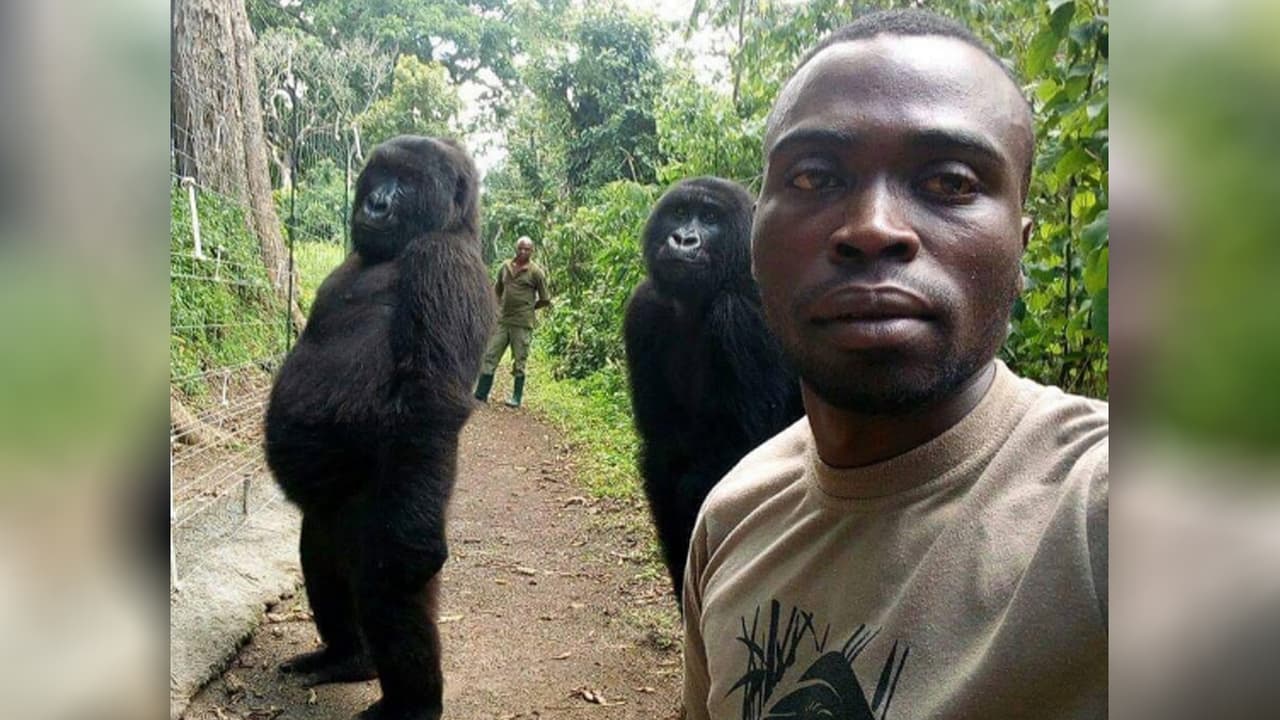 "Sí, ¡es real!": la historia detrás de la foto viral de los cuidadores con sus gorilas posando