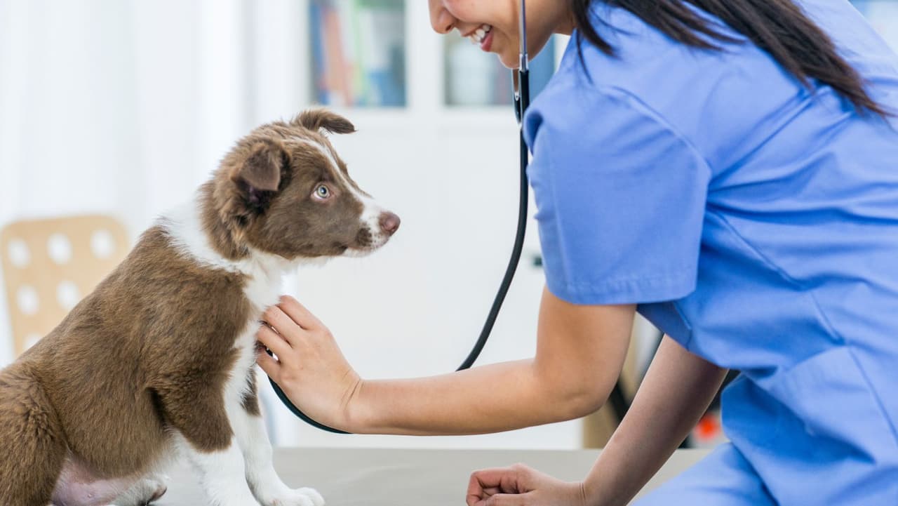 <b>¿Cuáles son los síntomas? </b>La enfermedad es típicamente leve. Los síntomas incluyen
<b>secreción nasal</b>,
<b>estornudos</b>,
<b>secreción ocular</b> y una
<b>tos seca</b> muy similar a la tos de las perreras. Menos del 10% de los perros se enferman gravemente. Los propietarios deben llevar a sus perros al veterinario si tienen problemas para respirar, se niegan a comer o beber, o se vuelven letárgicos.
<br>