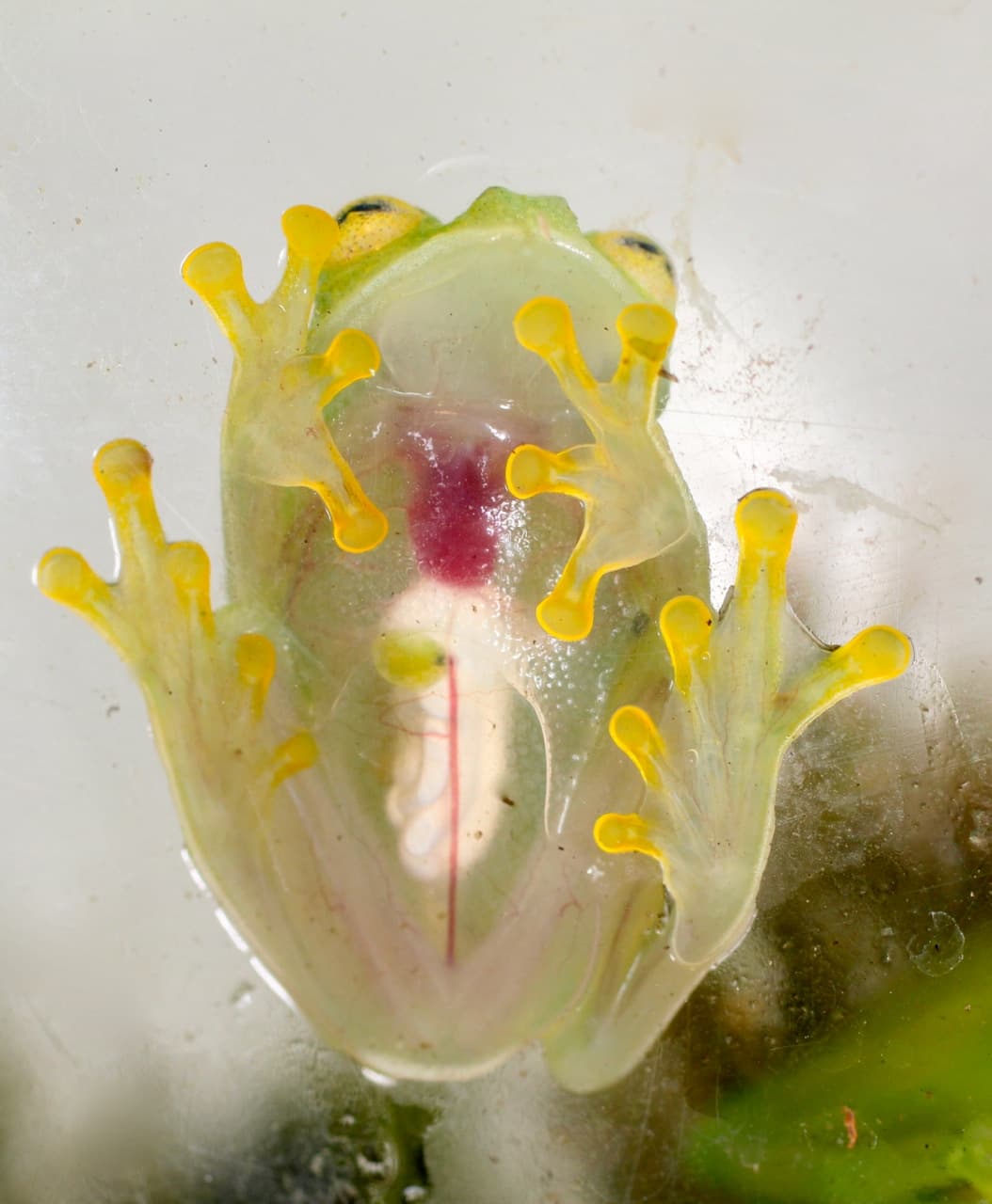 Las ranas son en su mayoría anfibios, lo que significa que comienzan su vida en el agua como huevos y comienzan a vivir en la tierra una vez que crecen. Pero, ¿sabías que las ranas realmente beben agua a través de su piel absorbiéndola? Tienen un parche para beber ubicado en el vientre y en la parte inferior de los muslos a través del cual absorben agua. Por lo tanto, tienden a mantener la piel limpia y húmeda, sorprendentemente, también producen mucosas pegajosas para evitar que se seque.