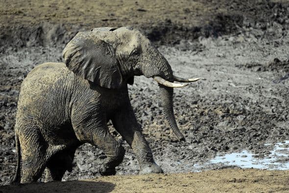 "El único futuro para los elefantes es que los gobiernos, las organizaciones y los individuos que se unan en su apoyo. Lo que hemos visto en Los Ángeles nos ha dado más esperanza que nunca", dijo Iain Douglas-Hamilton, fundador de Save The Elephants.
