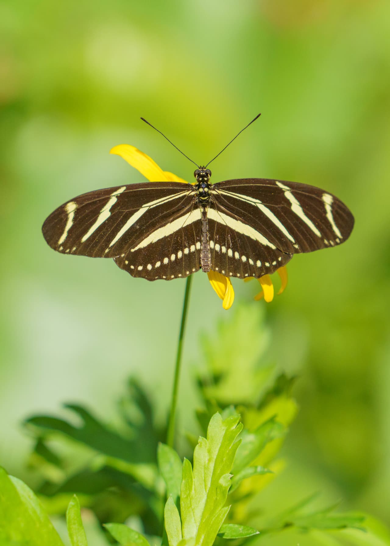 El segundo: “
<b>Proteger a las mariposas monarca</b> y a otros polinizadores nativos”.