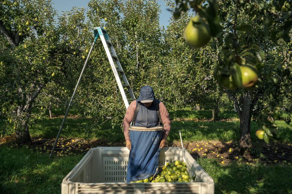 Embarazadas bajo el sol de Florida: el calor extremo amenaza a las trabajadoras agrícolas
