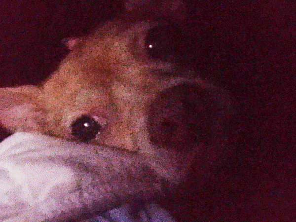 Para Eiza, su perrita siempre será la más bonita: "Ella será el perro pirata más lindo que haya. #Amorincondicional. ¡Por favor, mantenla en tus pensamientos a lo largo de esta recuperación! Estamos muy optimistas porque ella siempre ha sido hermosa por dentro, ¡es la chica más dulce! ¡Y eso es todo lo que importa! Saludable y feliz".
<br>