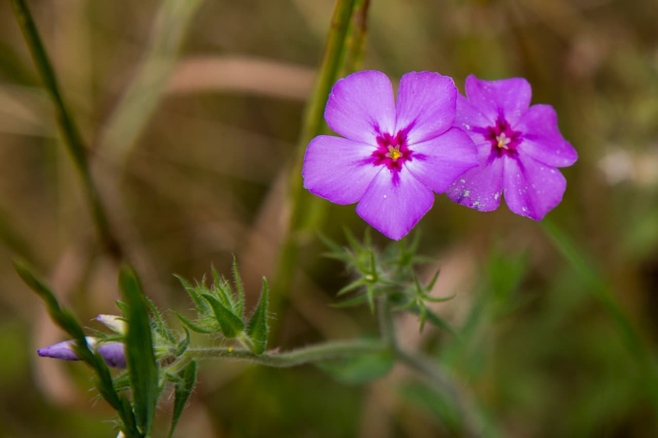 Junto con las Bluebonnets —flor oficial de Texas , en los bosques, autopistas, praderas, senderos y playas texanas se puede apreciar una variada gama de flores silvestres de todos los colores, tamaños y formas durante la primavera.