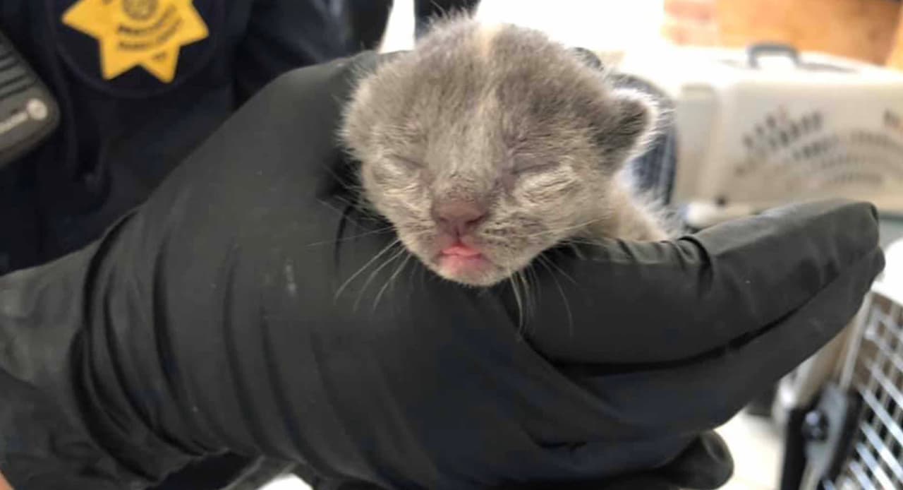 De acuerdo con las autoridades, los inquilinos de la propiedad se mudaron el miércoles 21 de agosto.