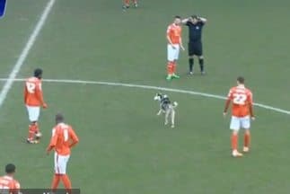 Un perro detuvo un partido de fútbol en Inglaterra