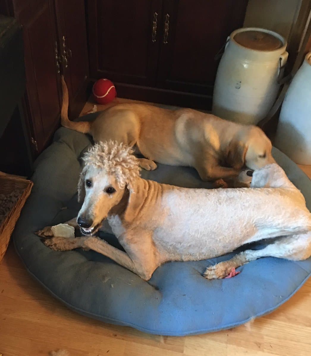 <a href="https://twitter.com/lindsaymartin15">@<b>lindsaymartin15</b> </a> "mi mamá arruinó a mi perro y dijo 'él quería tenerlo largo en la cabeza'". 51 mil retweets.