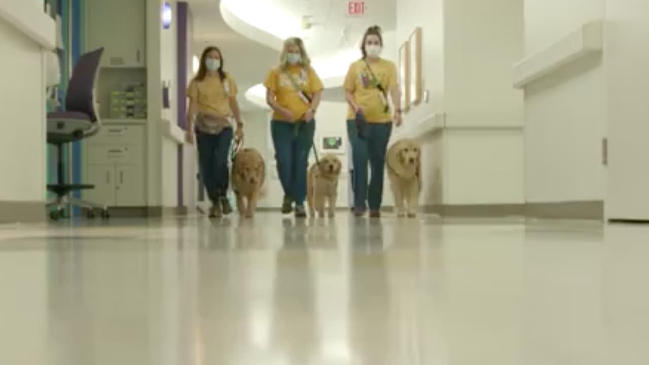 Bailey, Pinto y Pluto también visitan a los pacientes de forma individual.