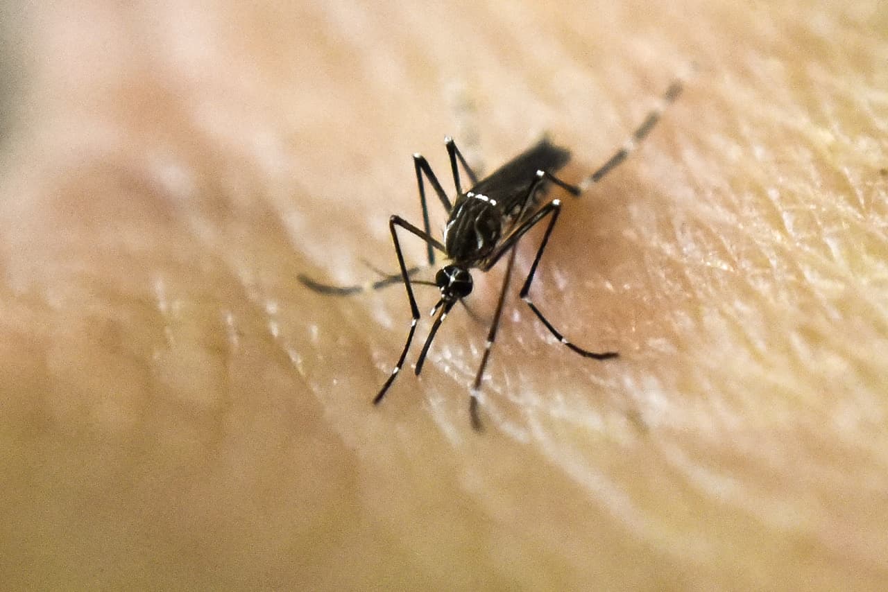 Florida confirma caso de zika transmitido por la vía sexual 