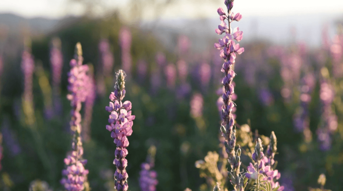 California sería escenario de una superfloración en primavera