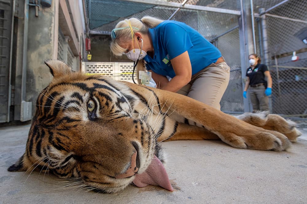 La decisión fue tomada después de ver a los animales moqueando, con letargo y pérdida de apetito.
<br>