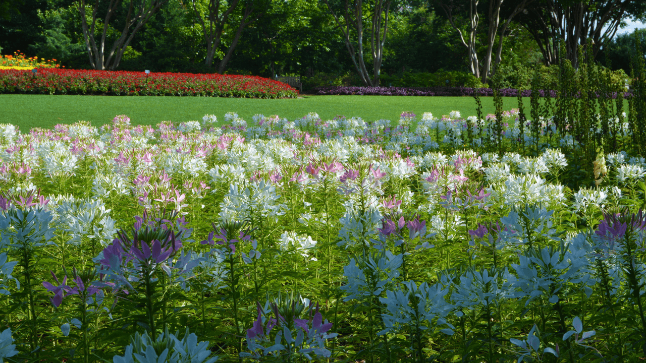 Disfruta de música en vivo cada semana; demostraciones de comida estacional en el sitio llamado A Tasteful Place; películas los lunes; animales del Zoológico de Dallas y bandas tocando cada fin de semana.