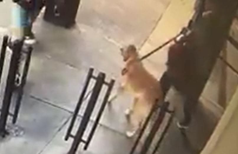 En video: así es como un hombre roba en cuestión de segundos una perra en San Francisco 