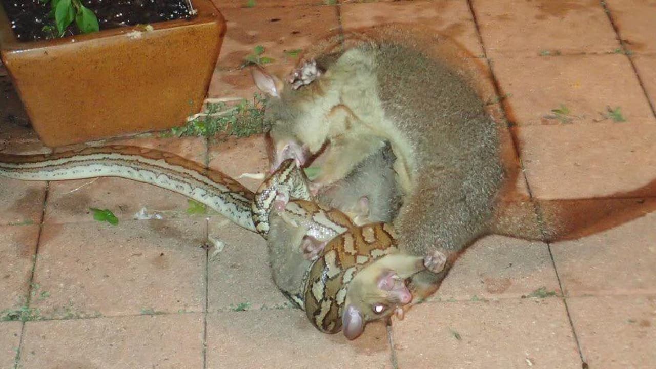 Amor de madre: una zarigüeya se enfrenta a una pitón para salvar a su cría