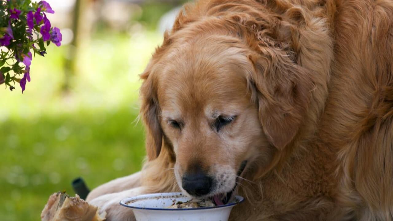 ¿Tienes perros? Sacan del mercado dos lotes de alimentos por riesgo de contaminación con plástico